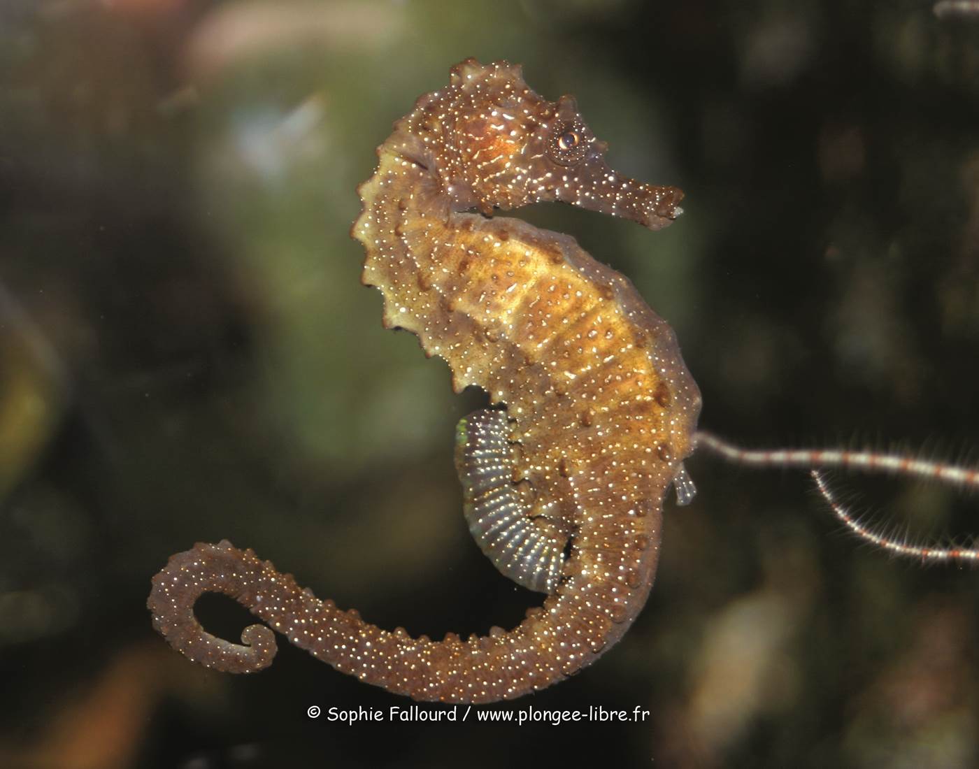 Venez voir l'incroyable danse marine-news