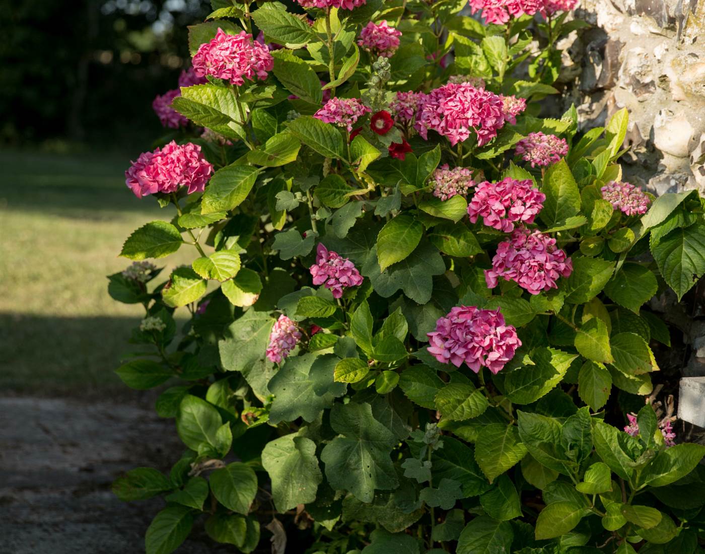 aux3nidsfleuris.hydrangea