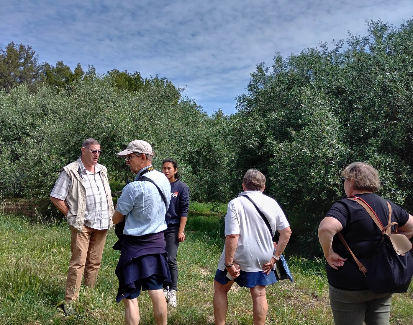 Balade dans les oliveraie du Mas D'Antonin