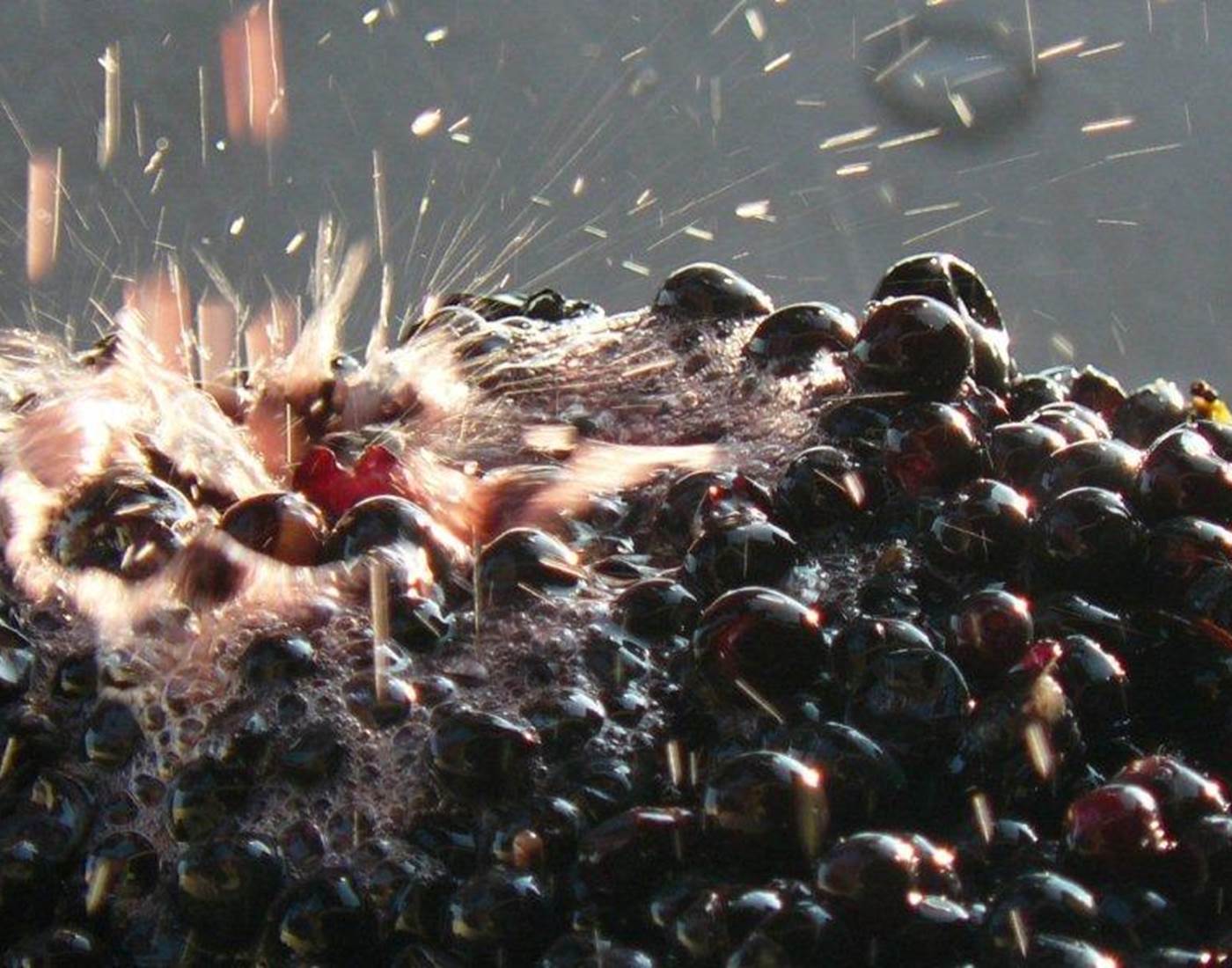 Vignoble, Bio, Biodynamie, Nature, Vins, Domaine, Visite, Dégustation