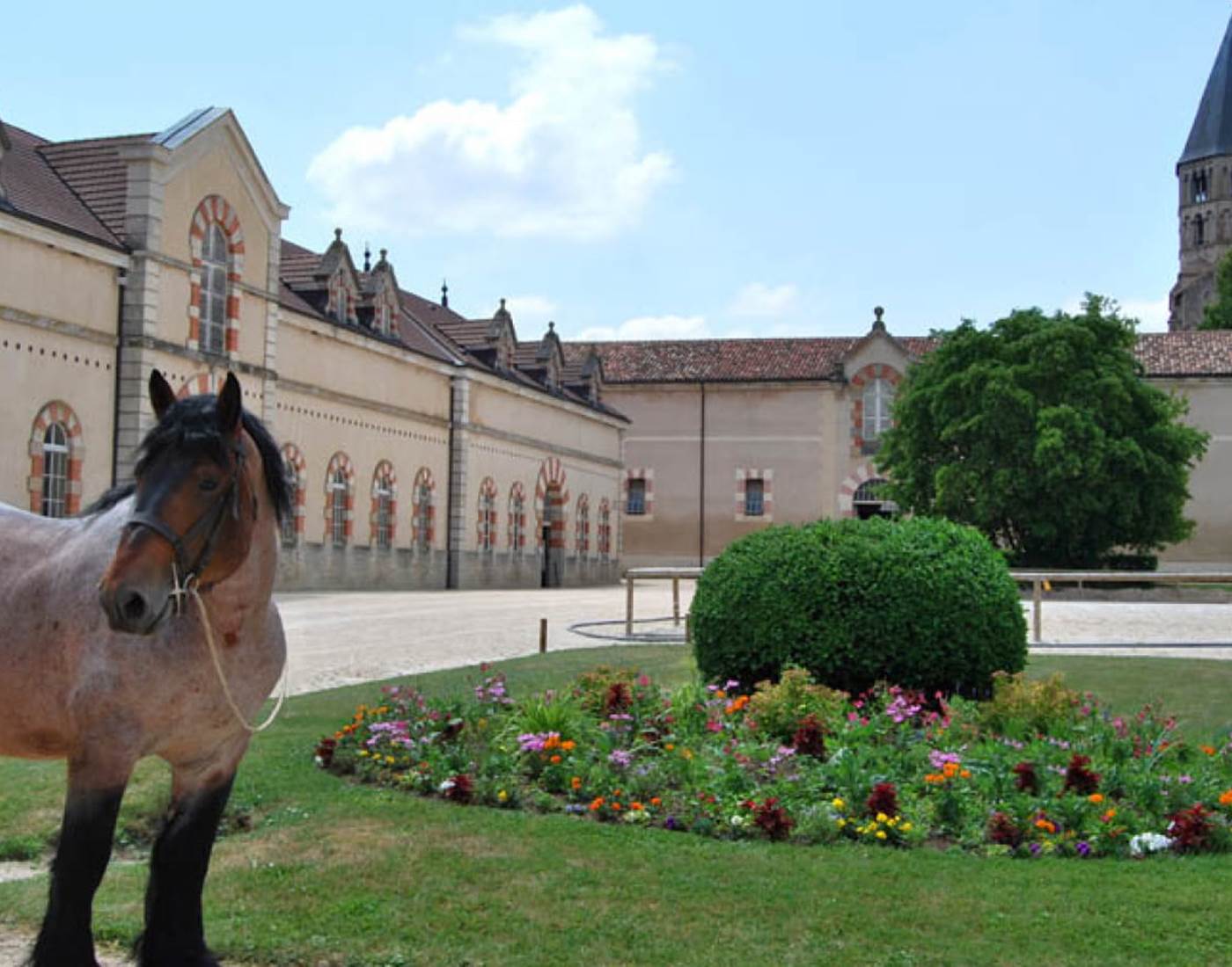 haras-nationaux-cluny-page