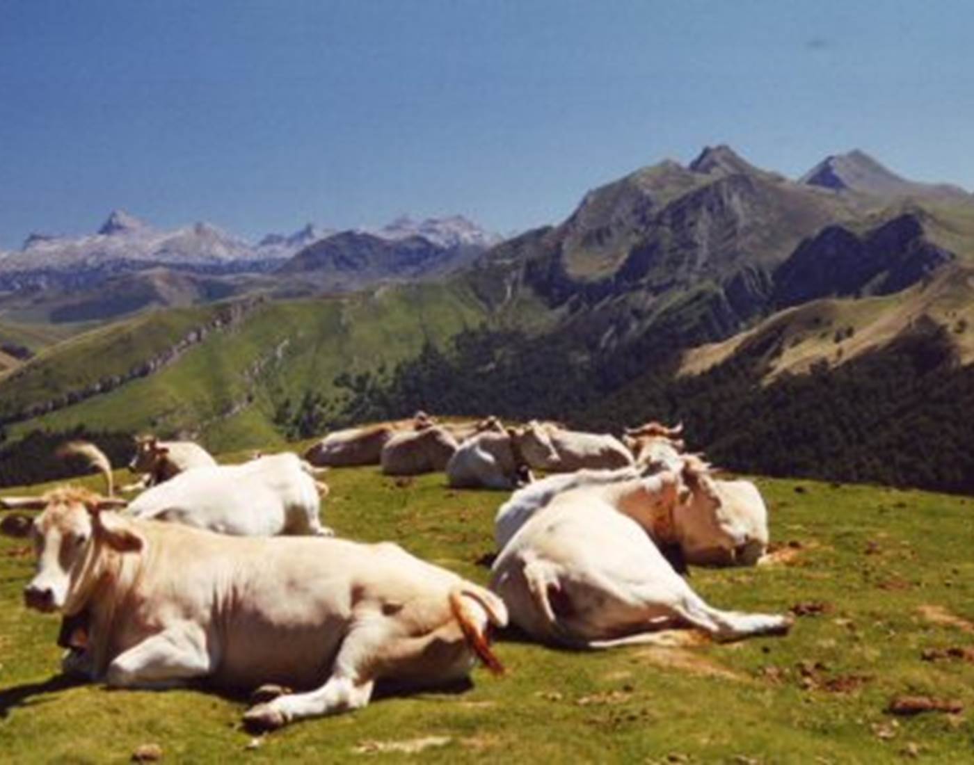 Vaches erroymendi 25%