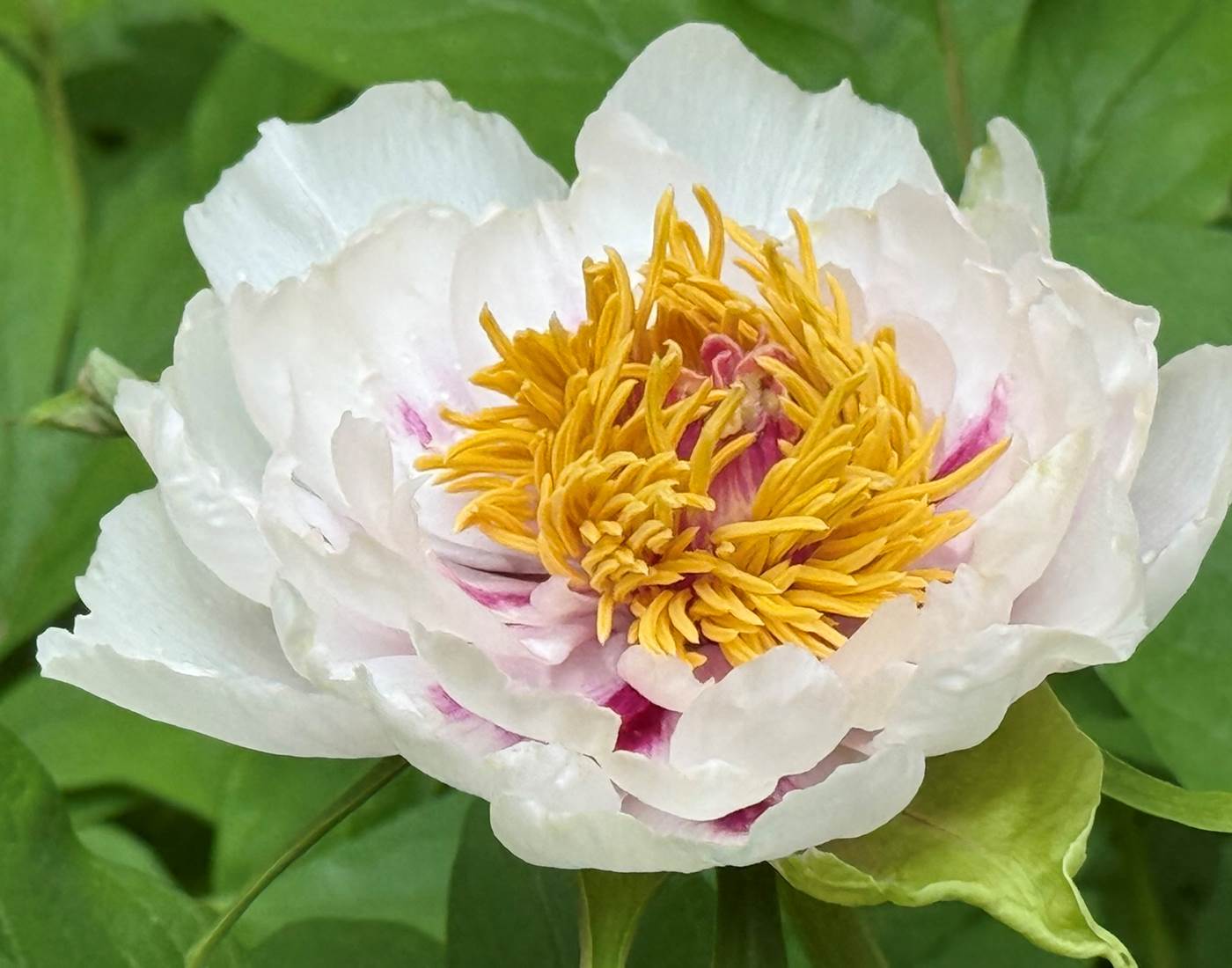 Pivoine arbustive de la Manufacture Royale