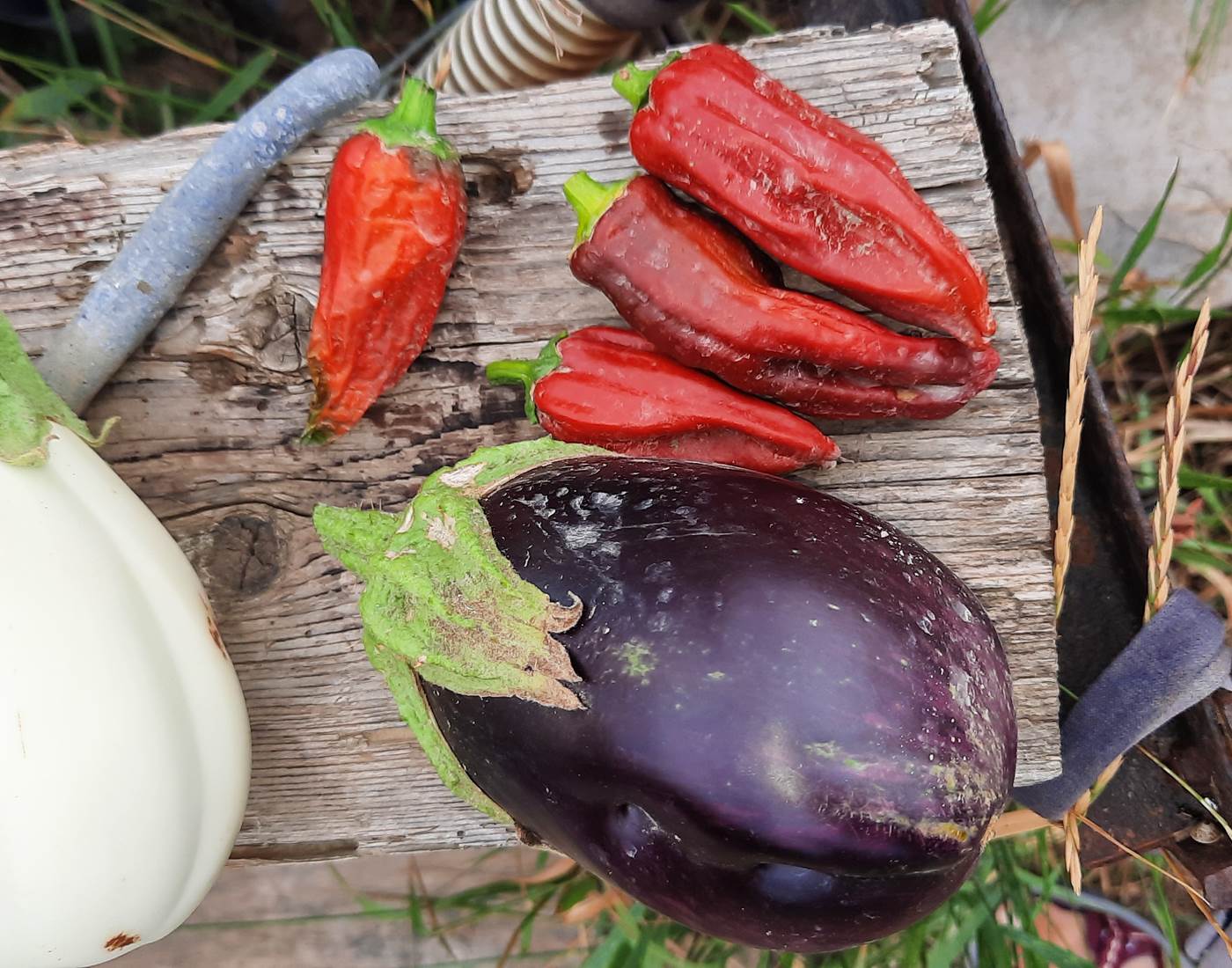 Légumes du potager du Le Coq du Nord - Mailhac