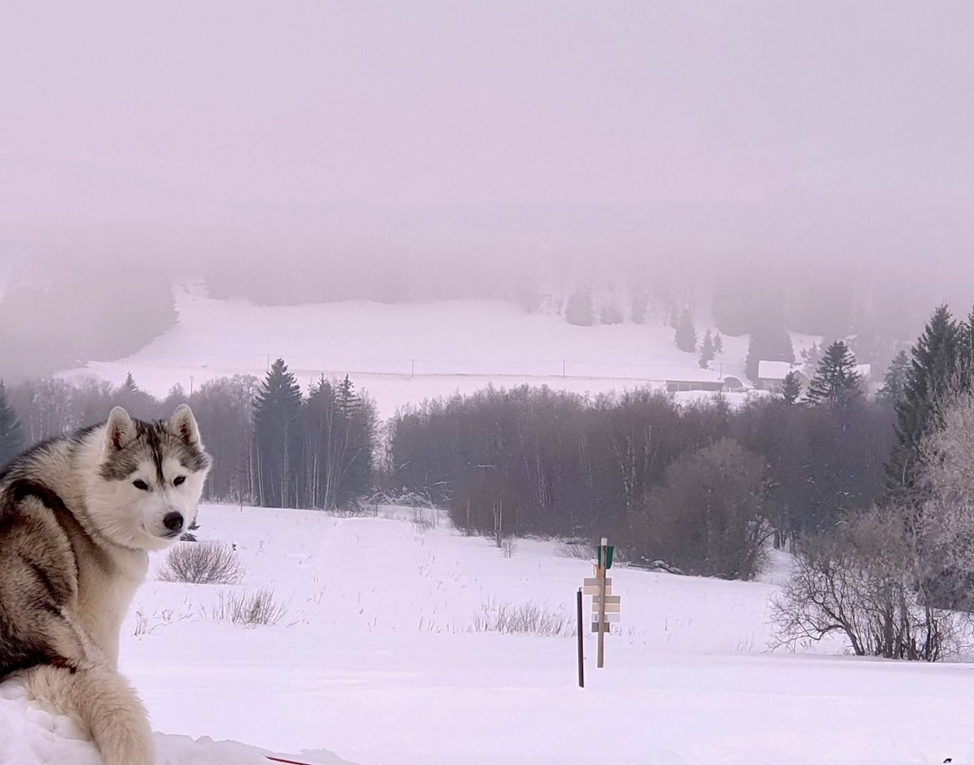 Phoenix la mascotte du Grenier des Rousses