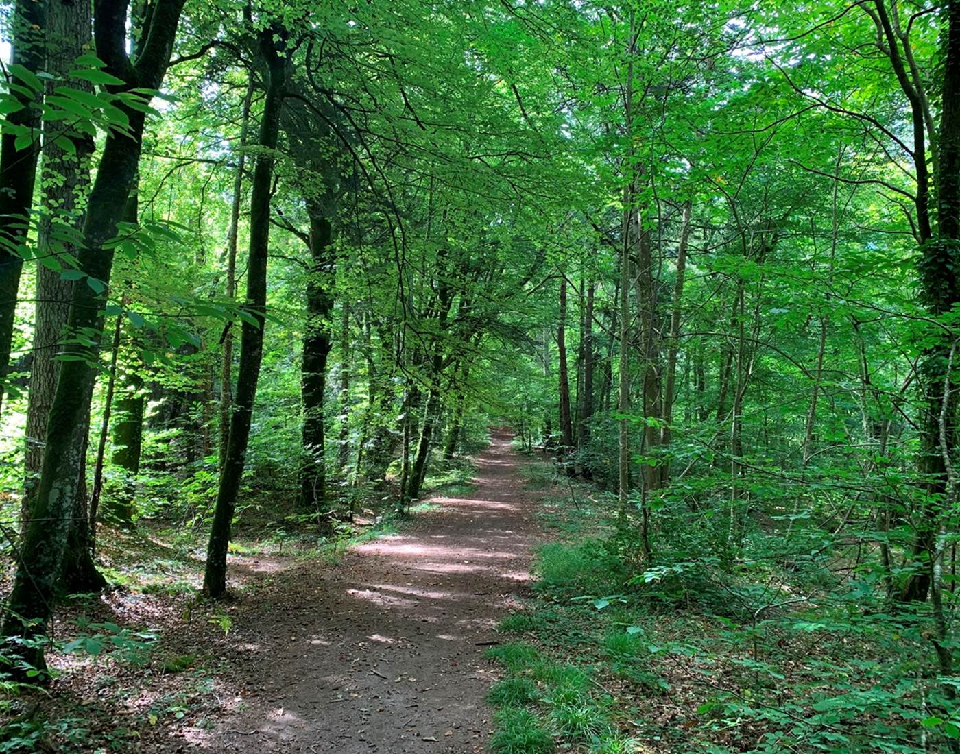 Ploemeur - Etangs et bois du Ter - 5