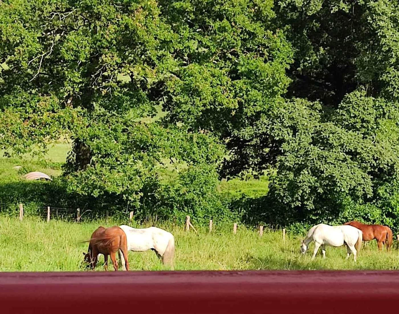 Chevaux Contrebandiers tourisme équestre-news