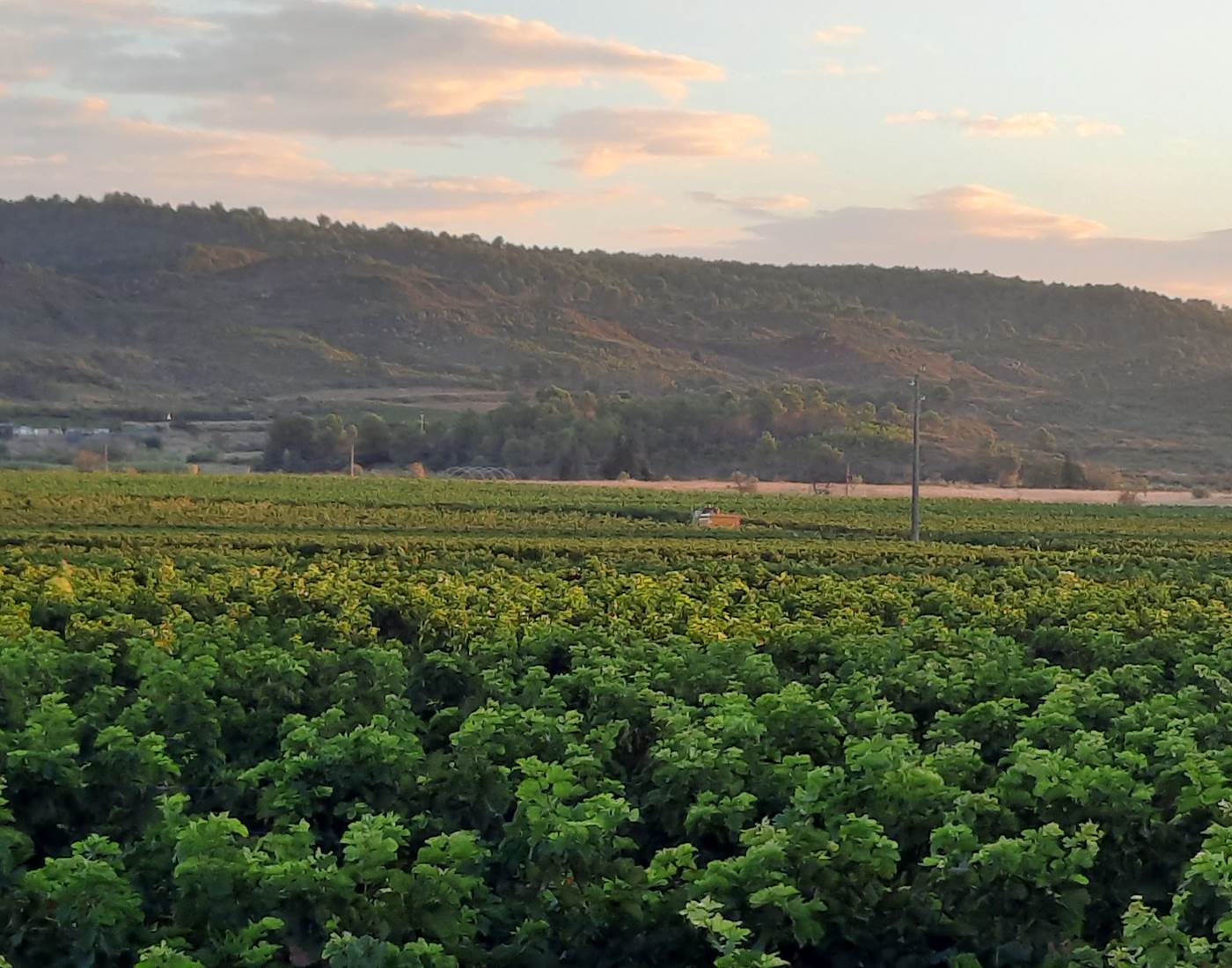 Vacances... Balade dans les vignes