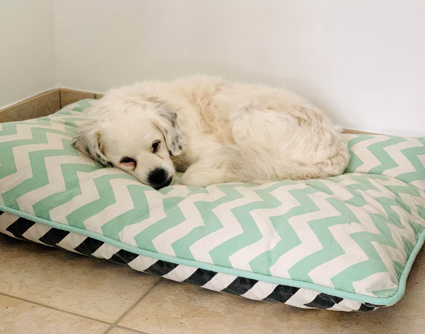 coussin-panier-chien