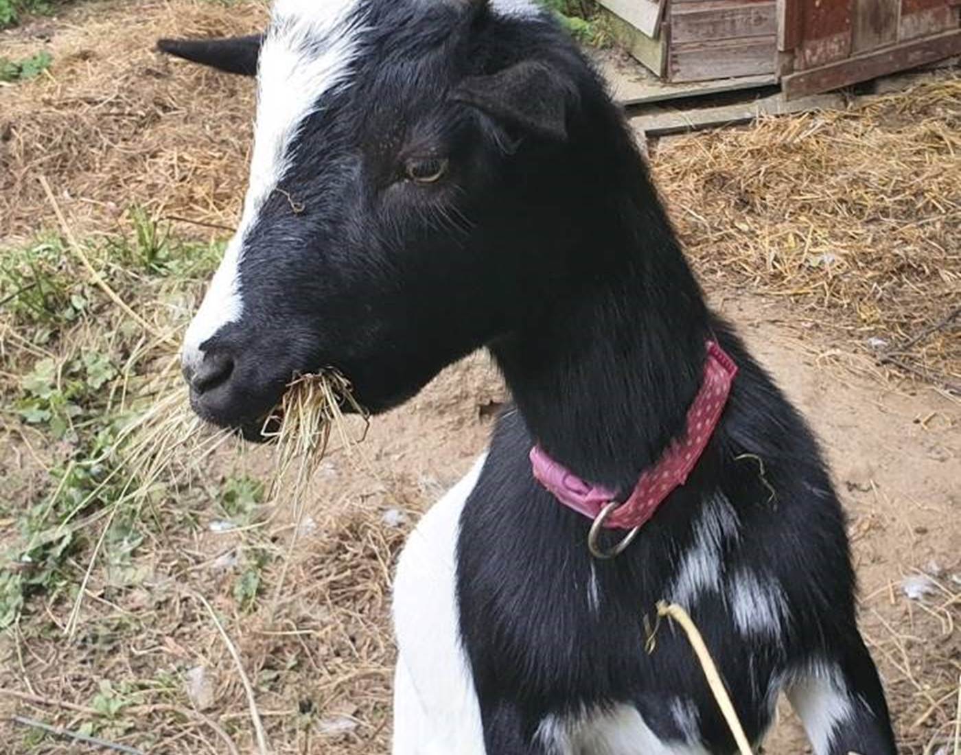 Félix le petit bouc