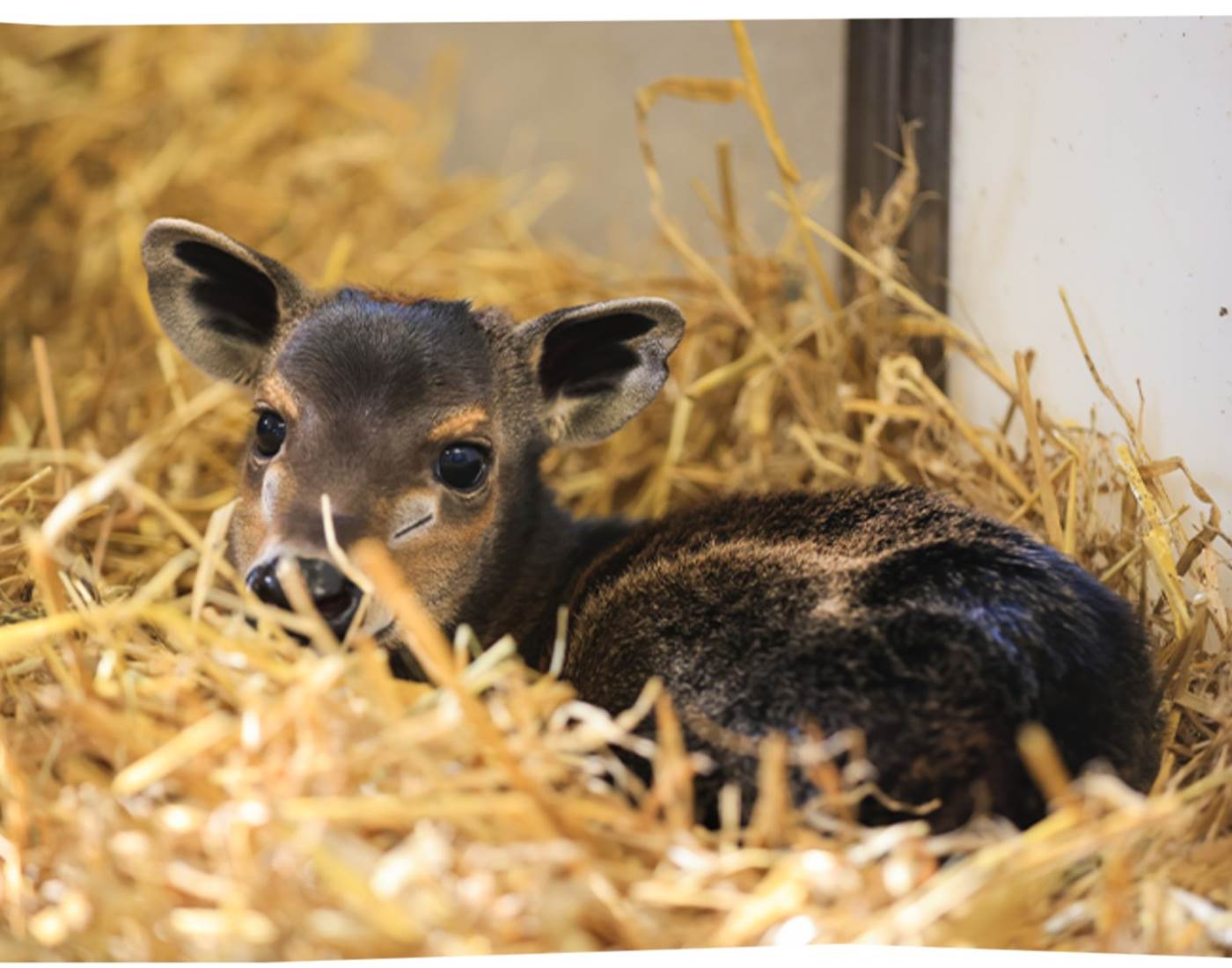 Nakuru, bébé céphalophe est né !