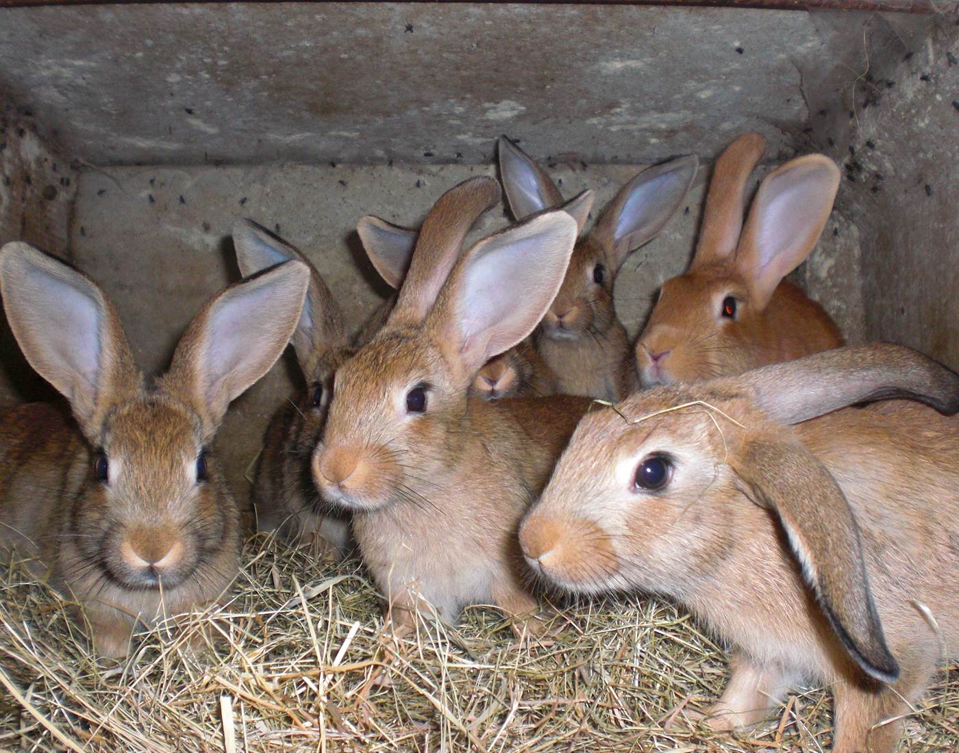 la famille lapin