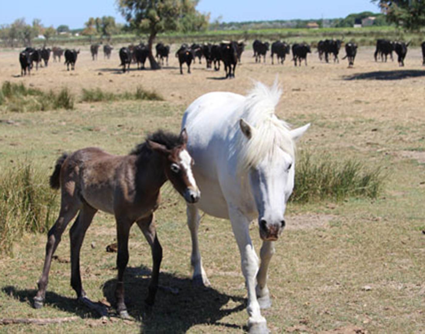 Jument et son poulain