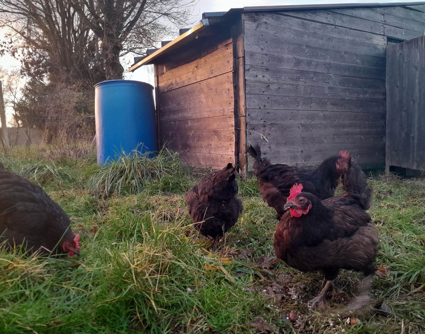 Le Répit de l'Oust - Les poupoules