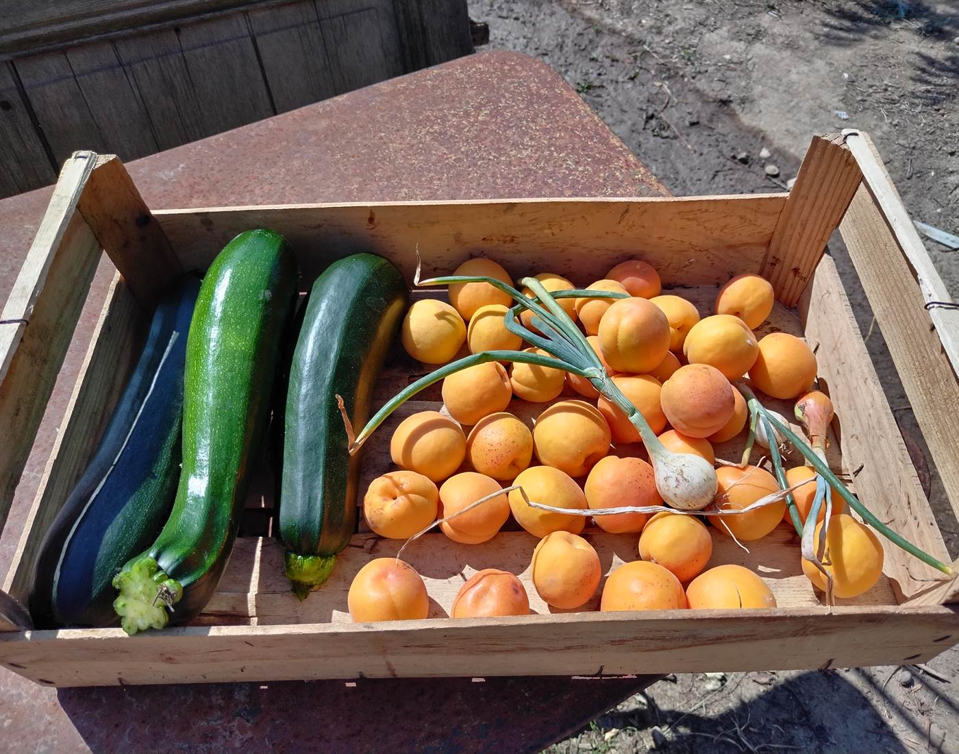On se régale avec les produits du potager du Coq du Nord -Mailhac