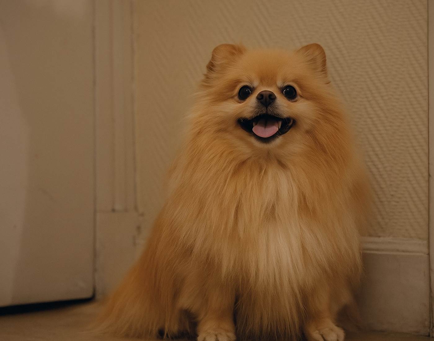 Shannel, le Spitz du Nice Garden Hôtel