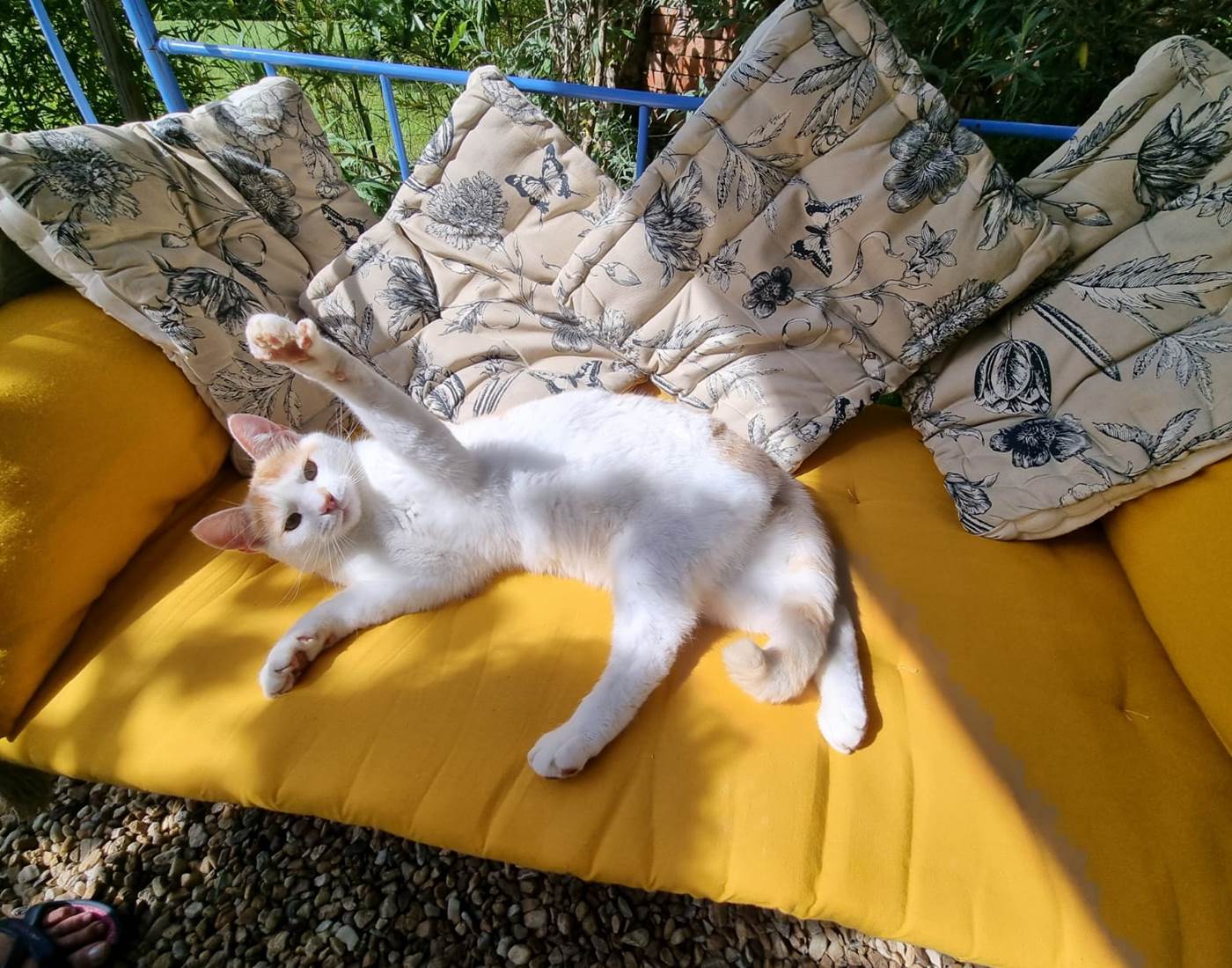 Rio le chat maître des lieux