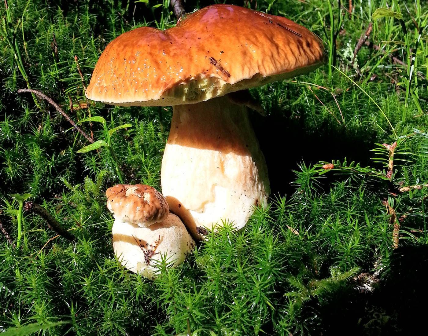 Récolte des cèpes. Des journées magiques !