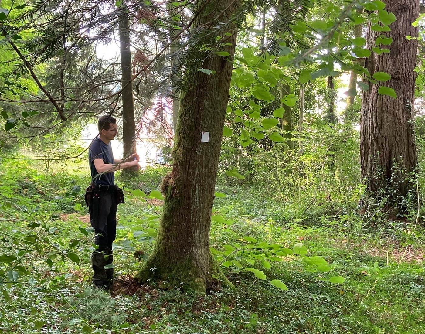 Identification d'espèces