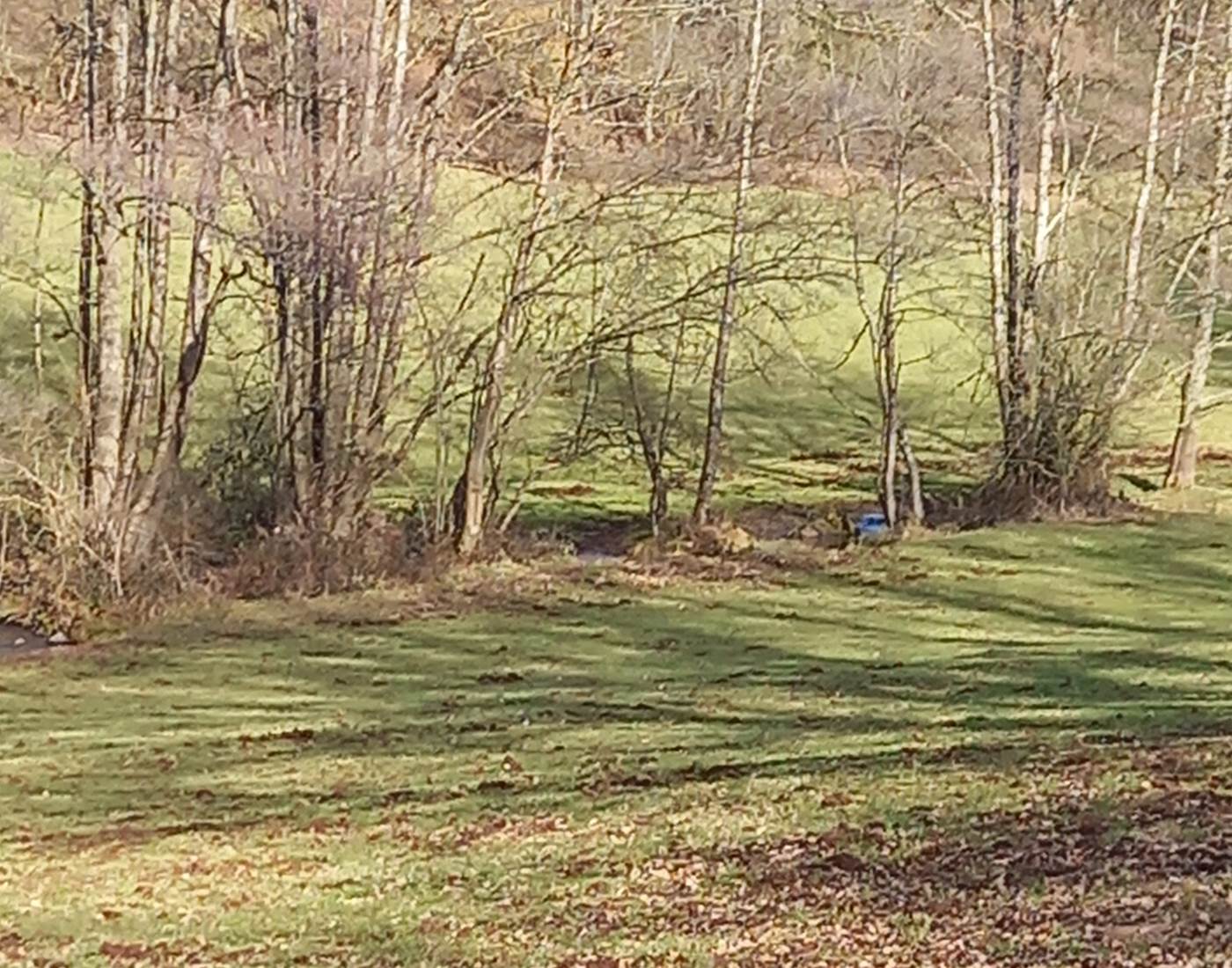 Petit ruisseau paisible