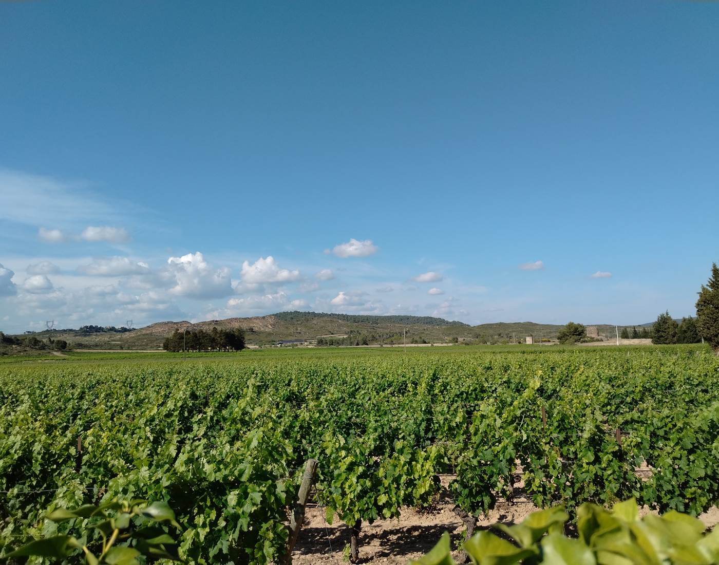 Les vignes dès le matin...