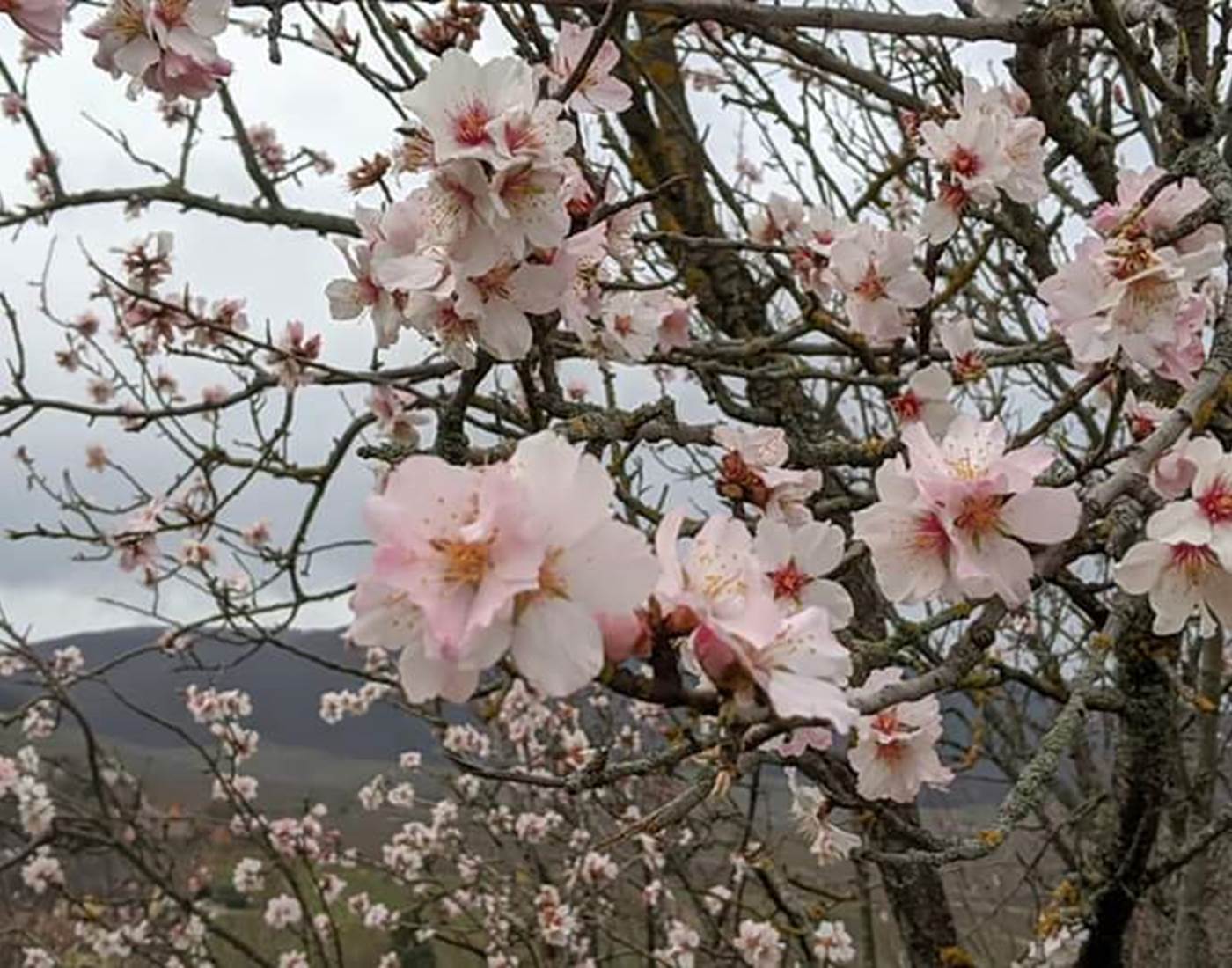 Amandiers en fleur à MITTELWIHR (début mars)