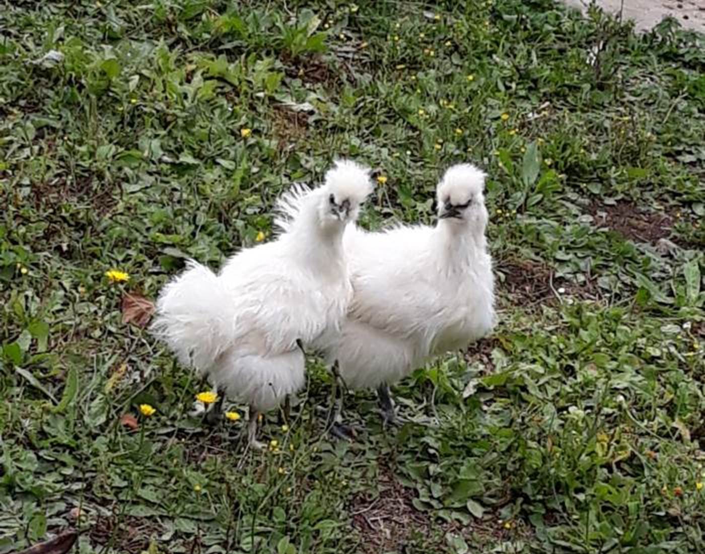 Les poulettes Hanzel et Gretel