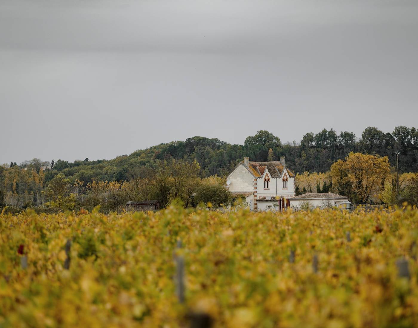 Vignoble, Bio, Biodynamie, Nature, Vins, Domaine, Visite, Dégustation