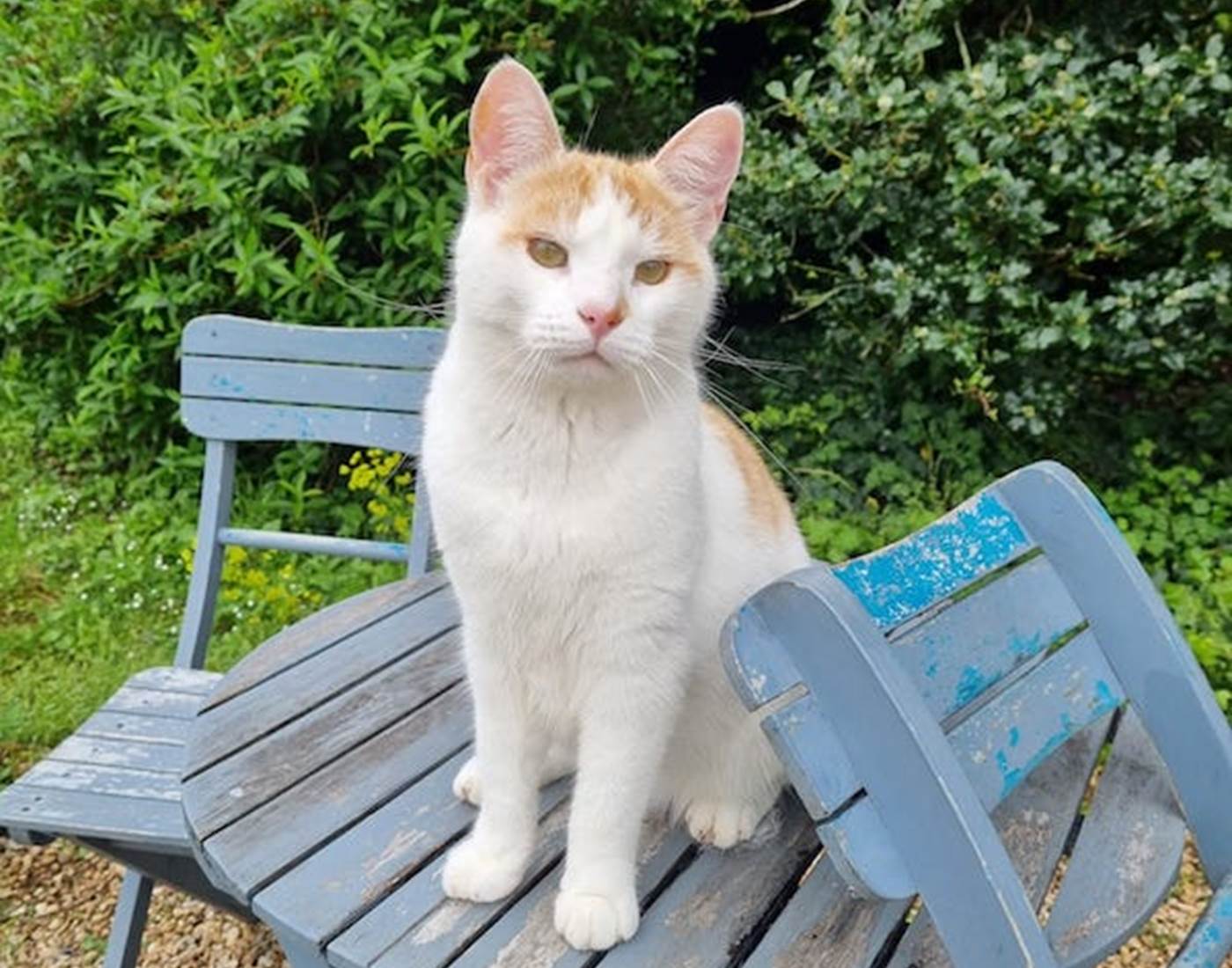 le regard bieveillat du chat Rio