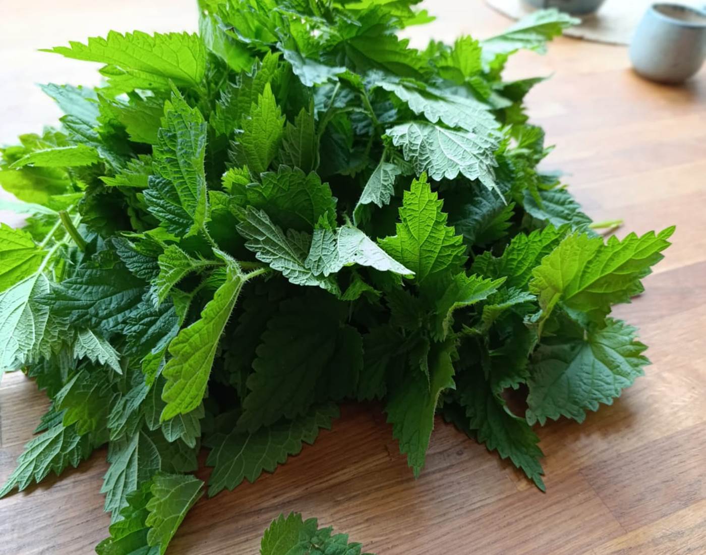 Jeunes pousses d'ortie