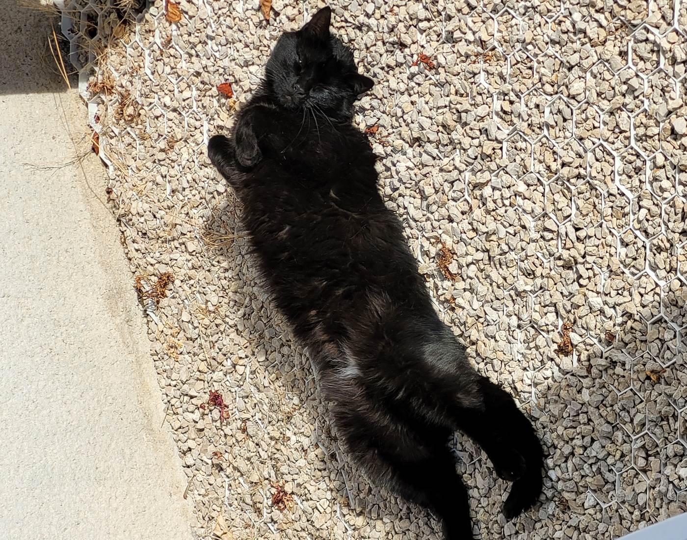 Api, petite-fille de la famille, pleine de courage