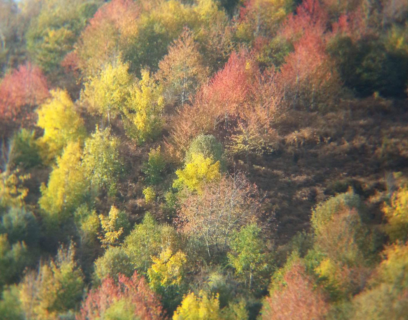 Merisiers en feuilles d'automne