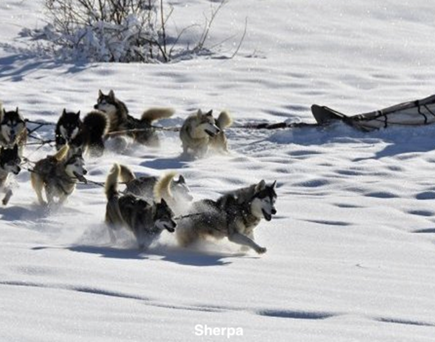 chien traineau redim