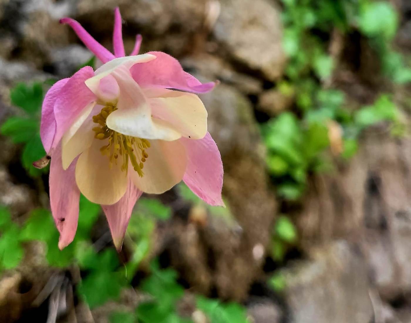chambre-hotes-bretagne-cap-frehel-dinan