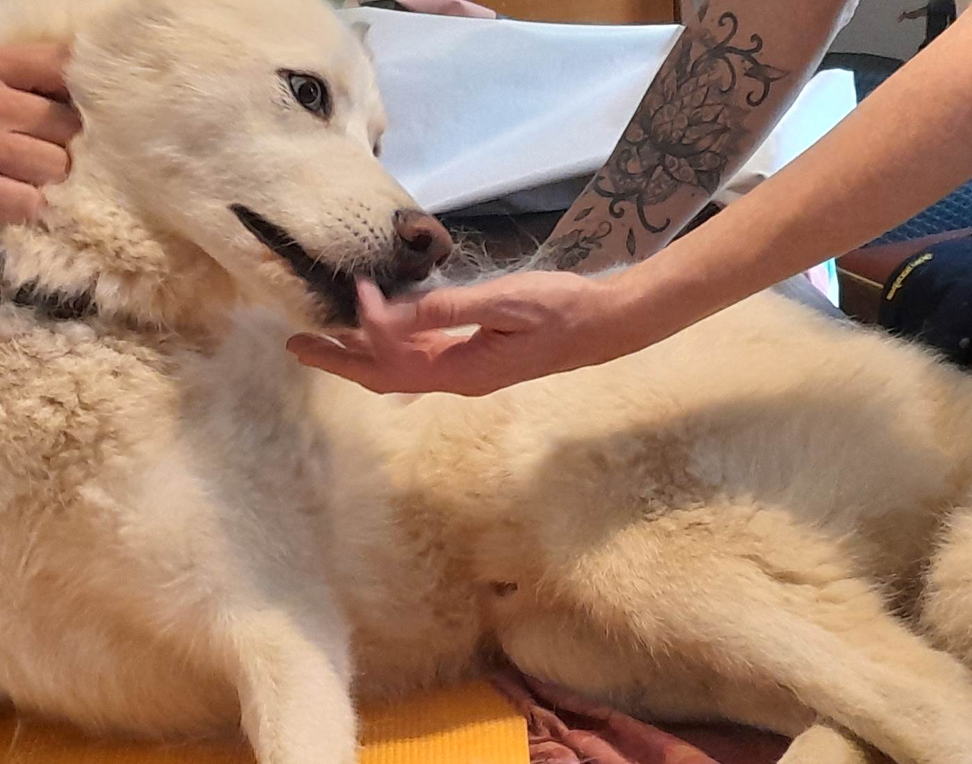 Séance d'ostéopathie pour Andro