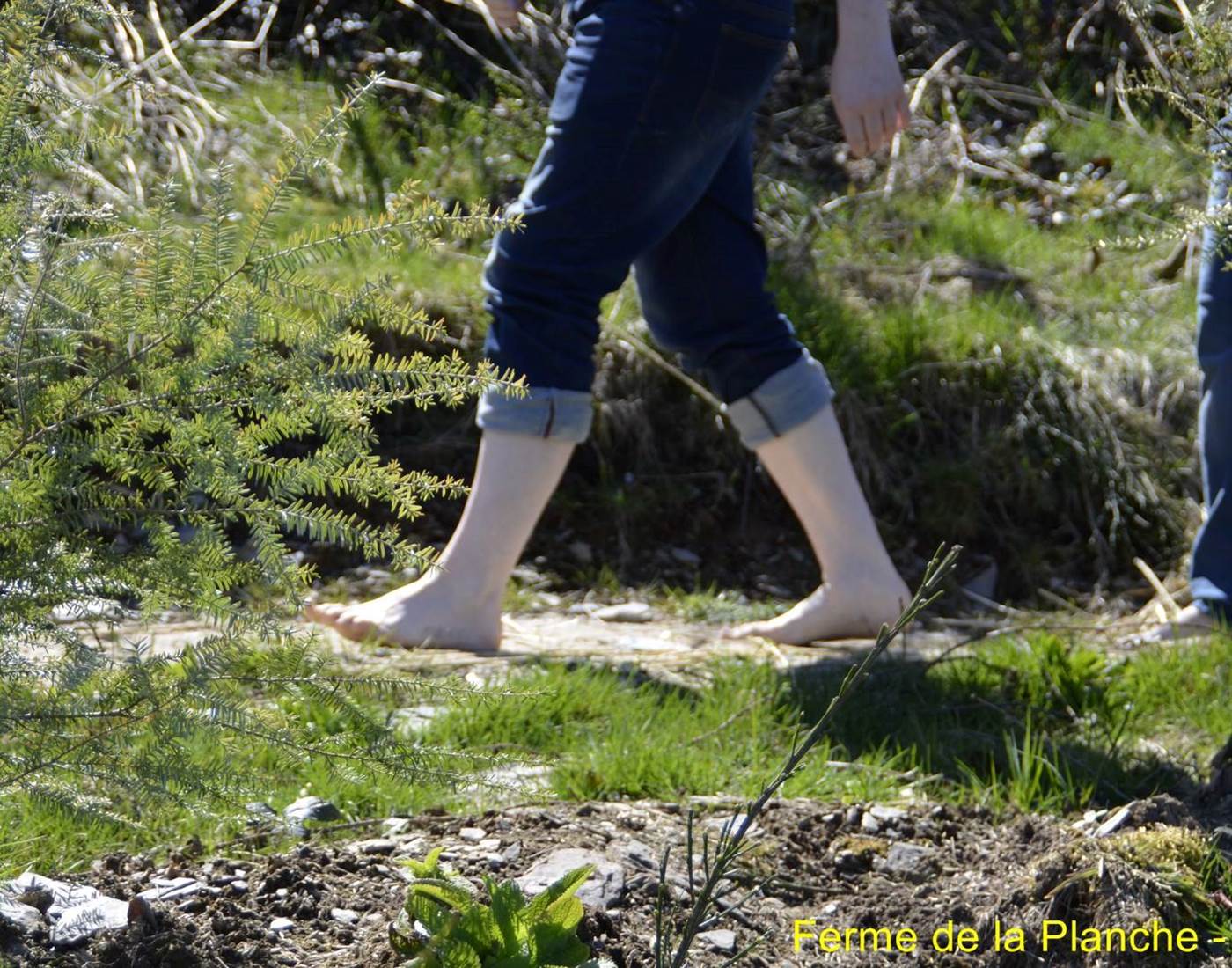 Sentier pieds nus Ferme de la Planche
