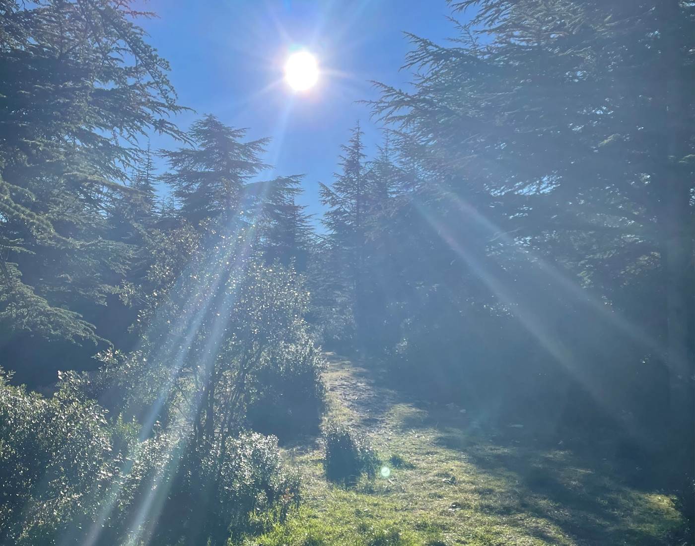 Lumière éclatante en forêt de cèdre