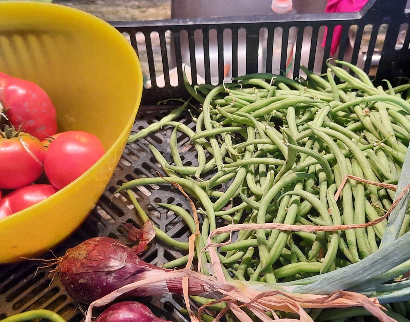 Légumes du potager "Le Coq du Nord -Mailhac"