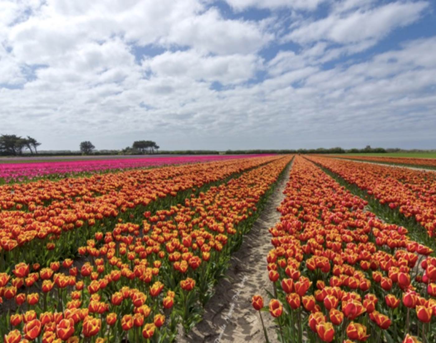 Tulipes à La Torche