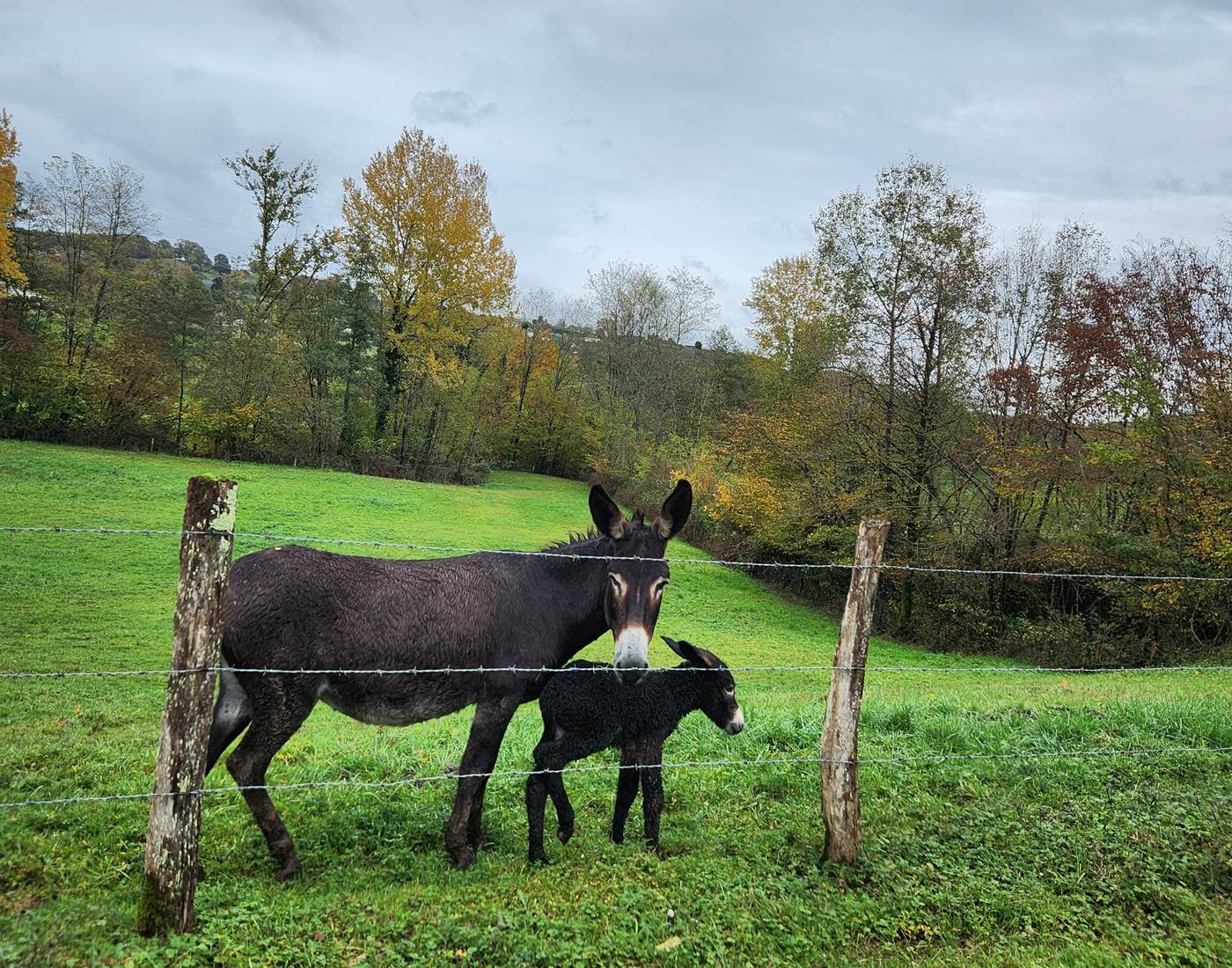La Maison du Sabotier - Gite Corrèze-page