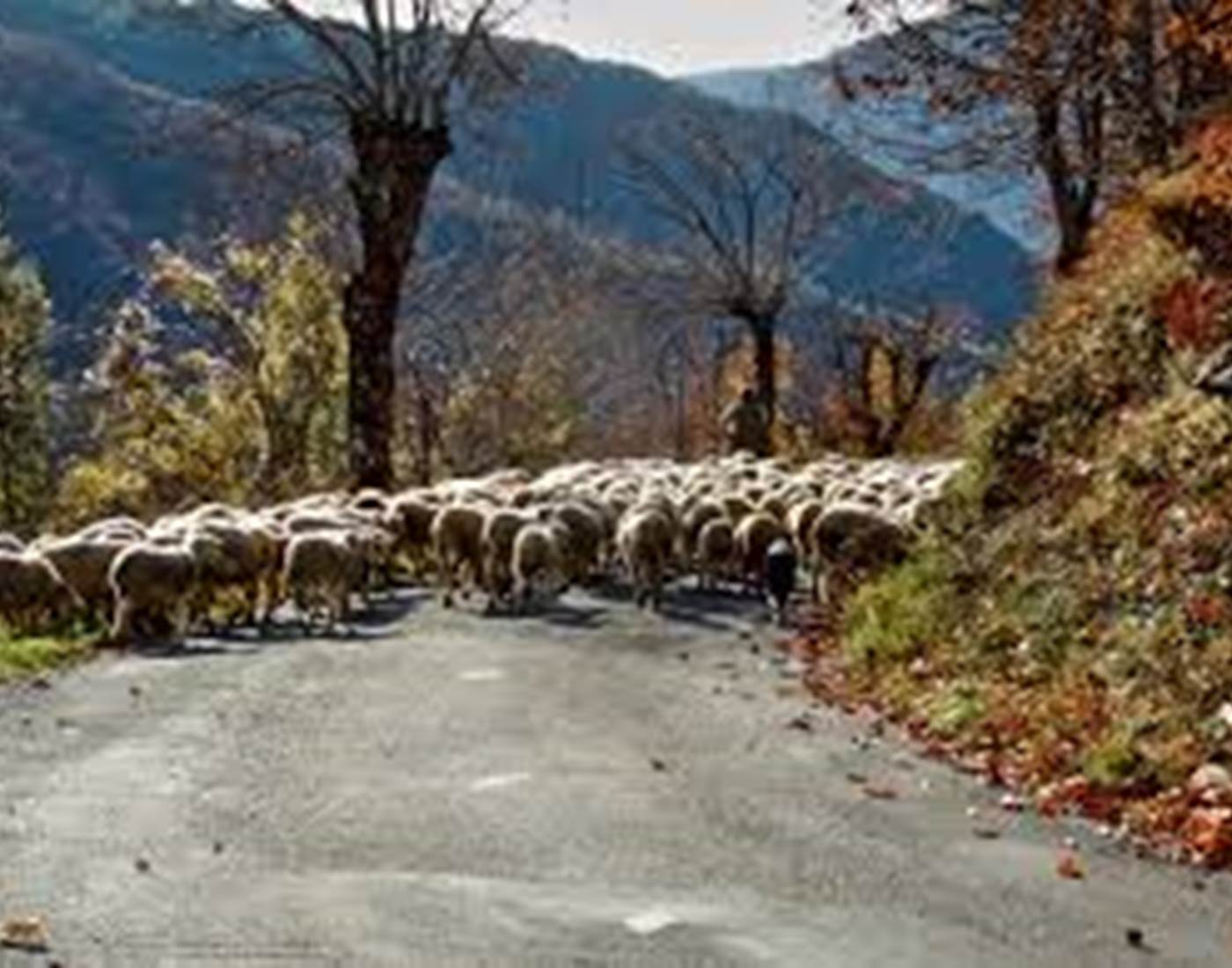 La Transhumance à L'Espérou.... juin 2026