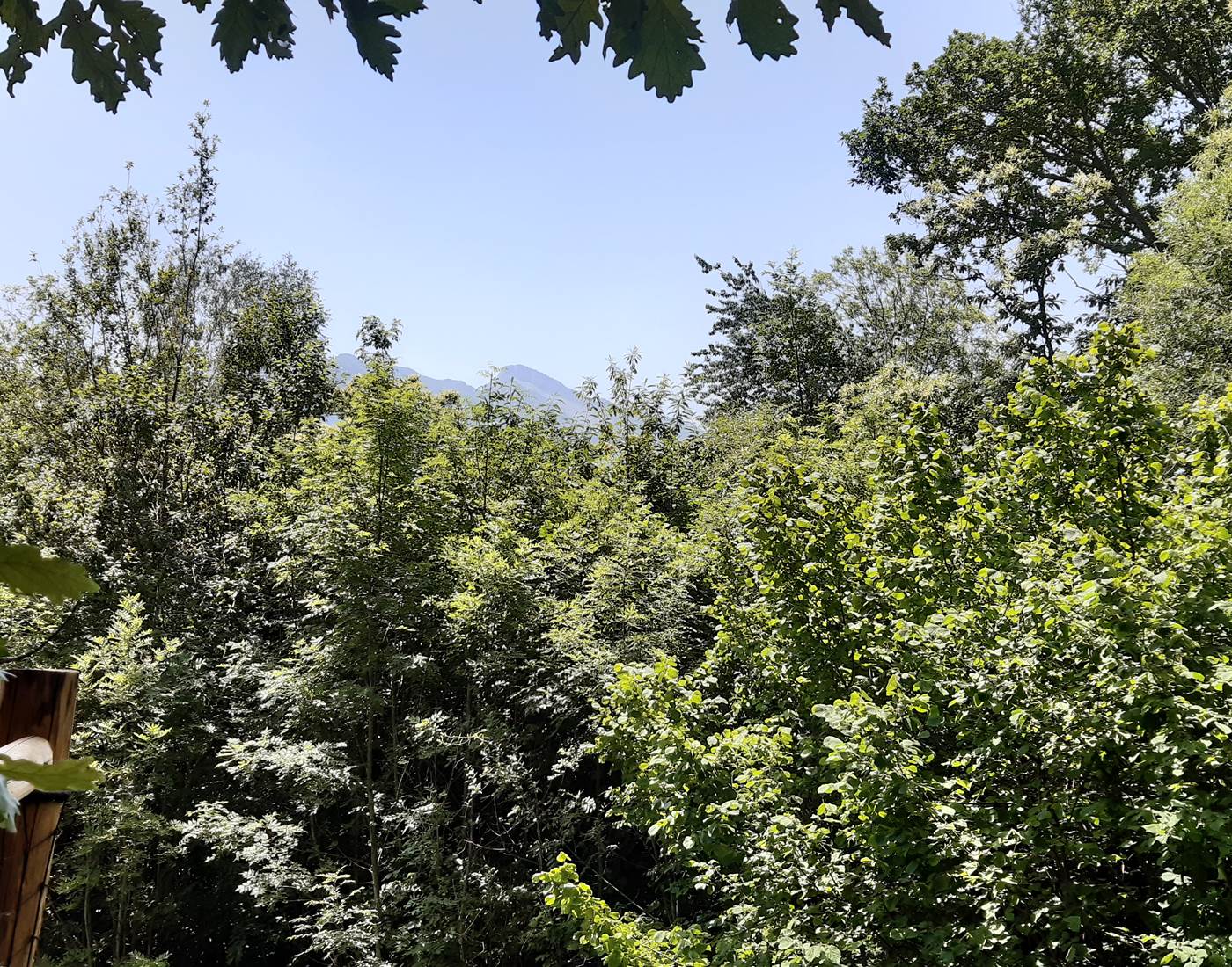 foret riche en diversité