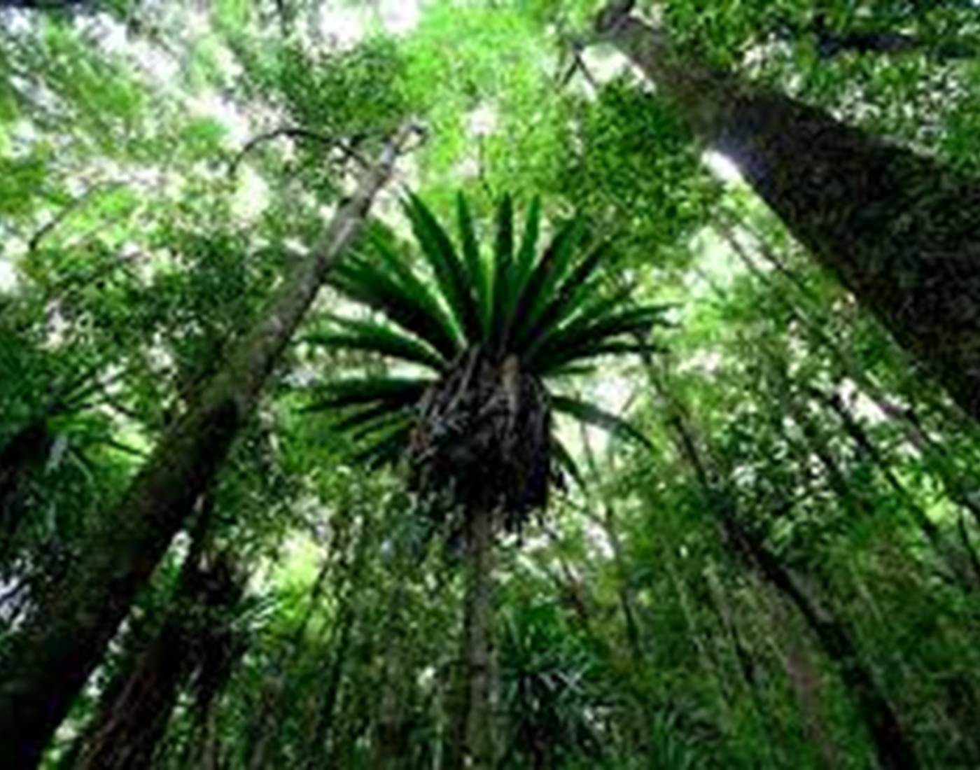 forêt de mare longue