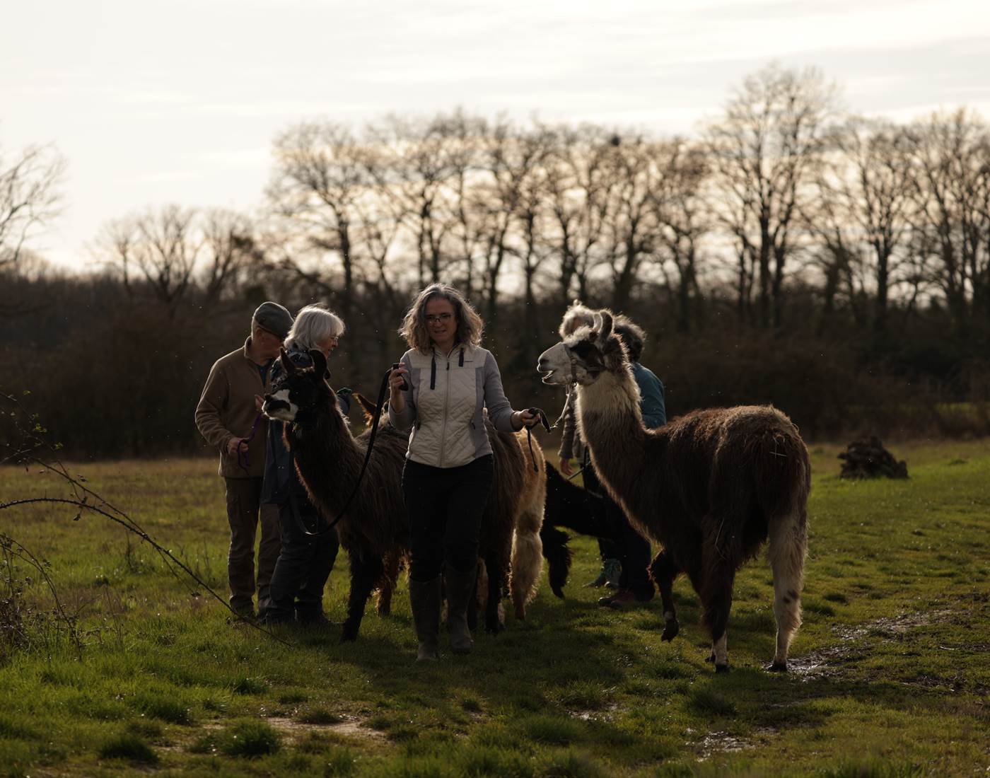 Balade avec les lamas et alpagas Loir-et-Cher 41