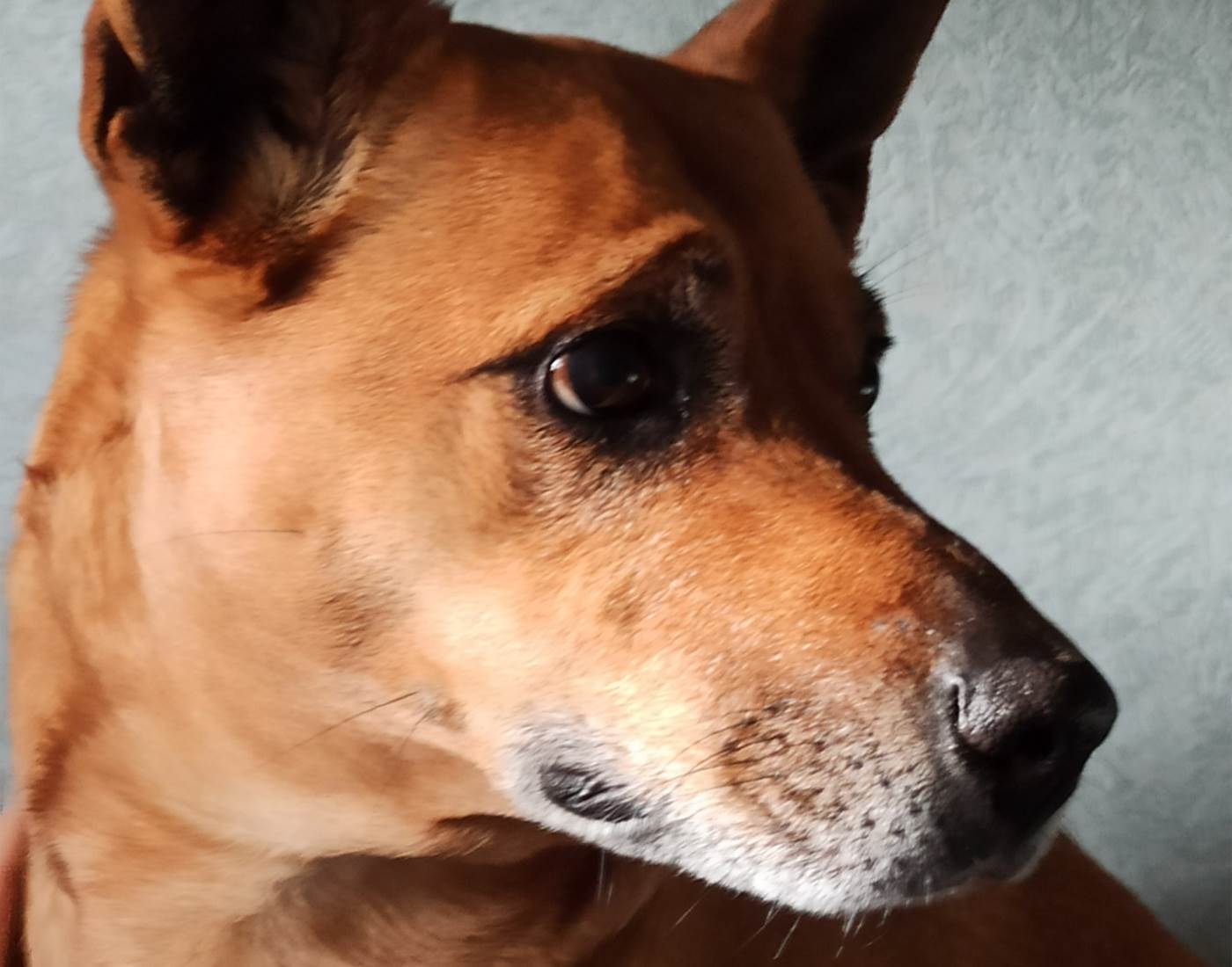 Isis, une fille de la famille