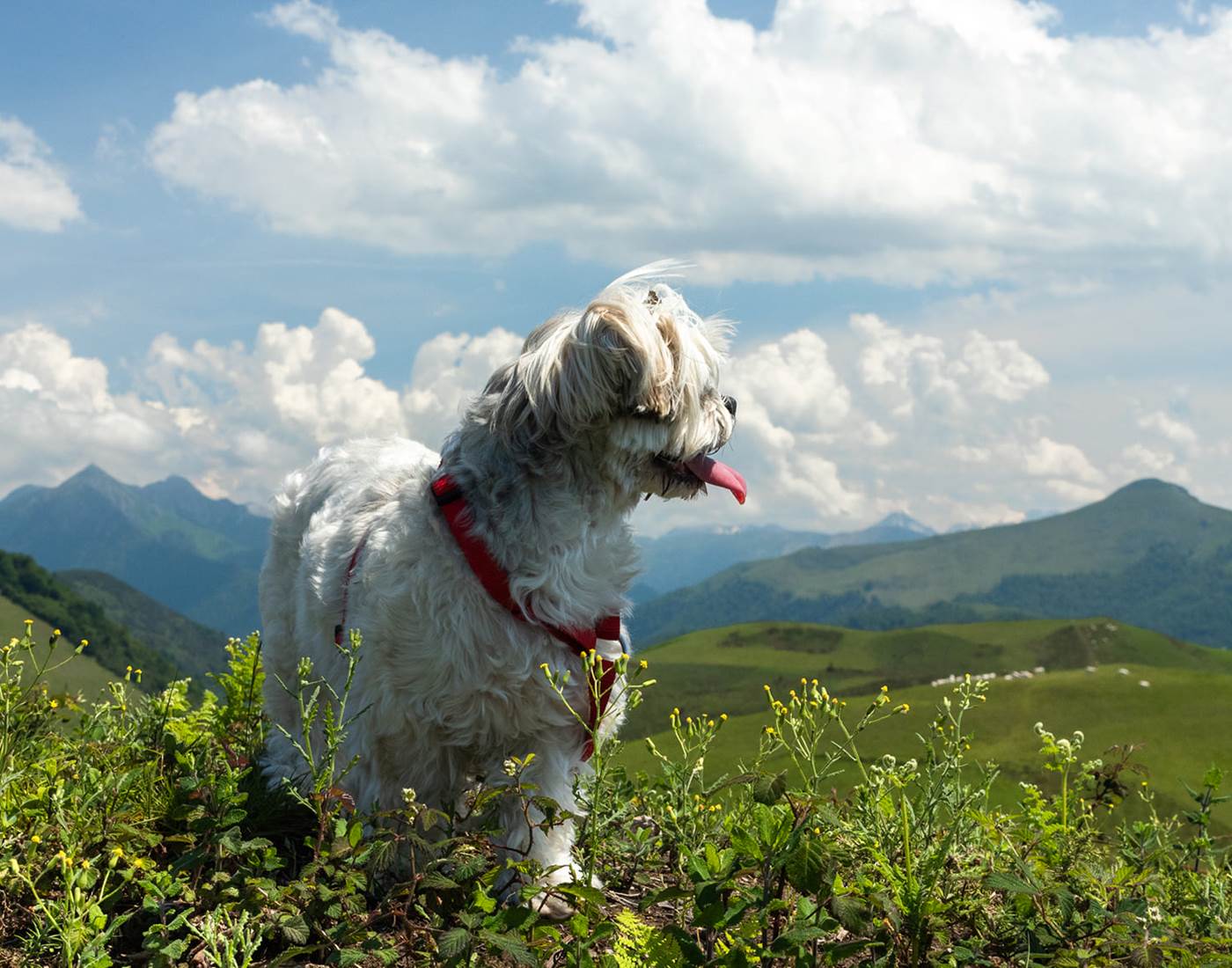 jardin-des-fées-vallée-de-barétous