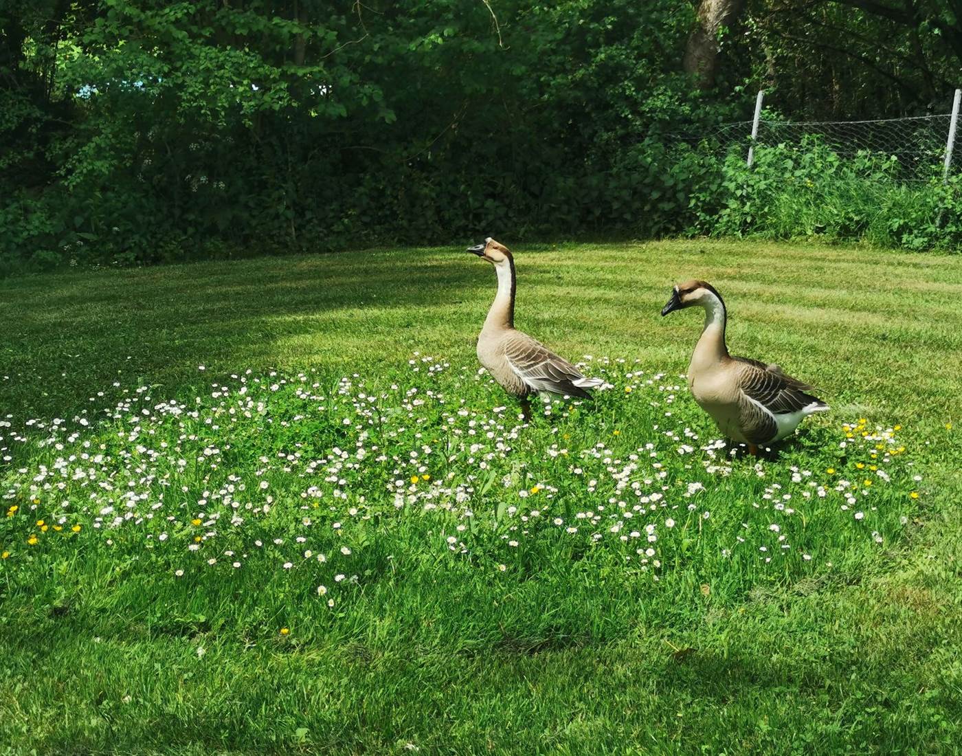 Lilo et Stitch, les gardiennes du camping