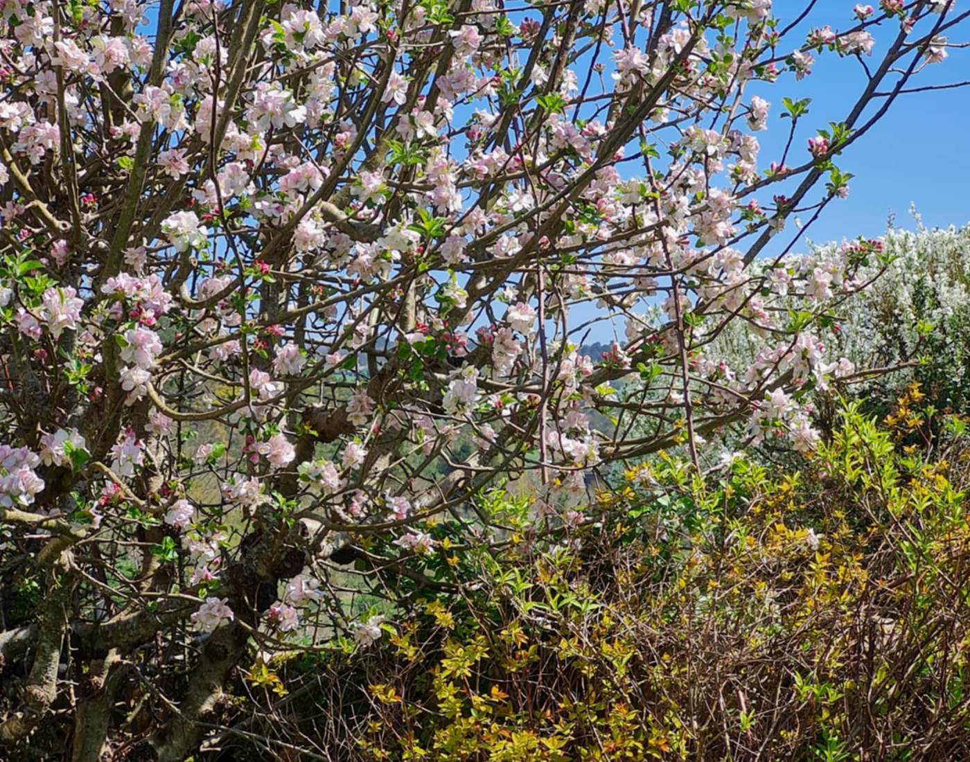 Dordogne. Le champ de l'Hoste. Printemps.