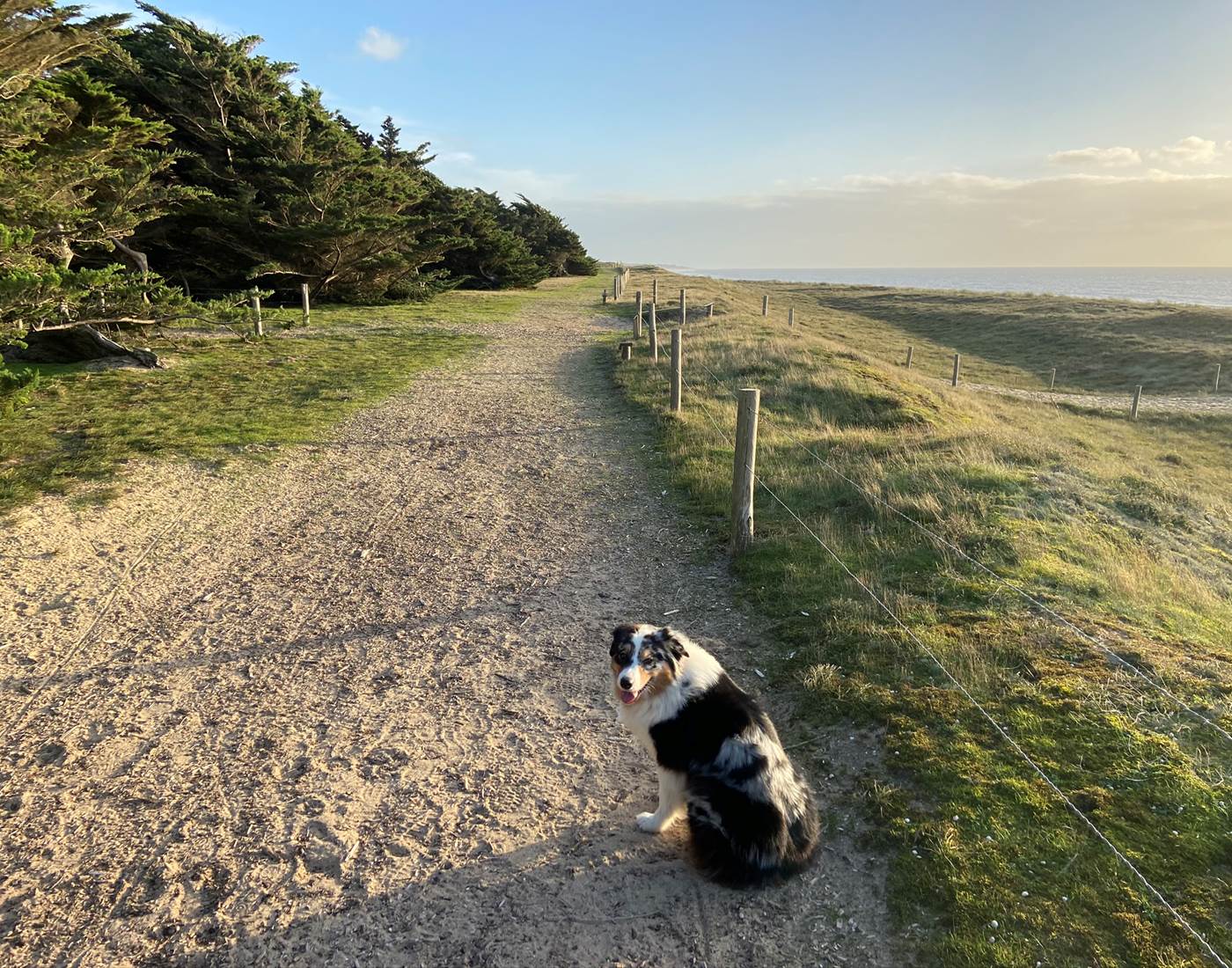 Sentier dunaire idéal pour se balader avec son chien