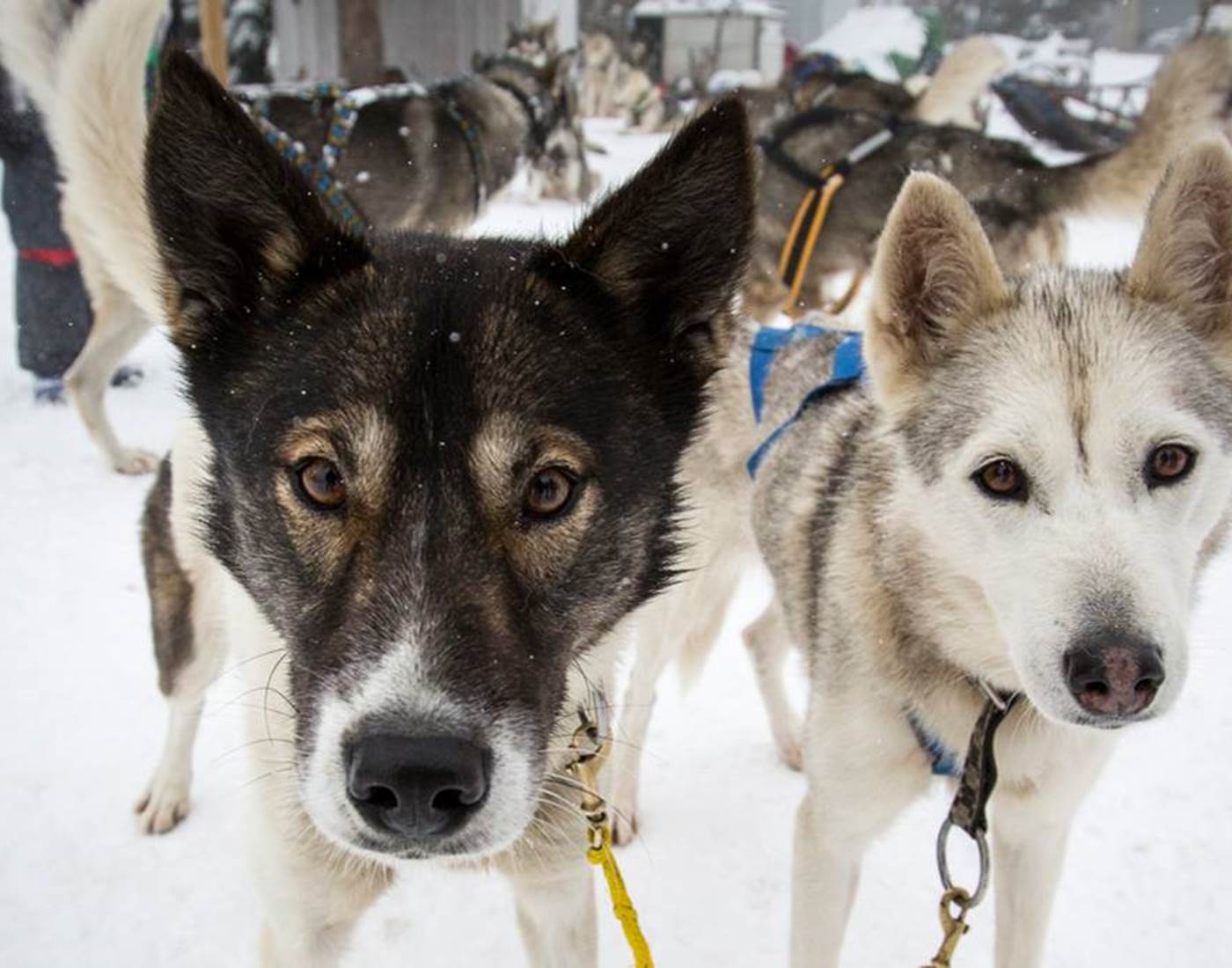 Bareges Chiens de traineau ©OTVG